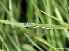 Platycnemis dealbata