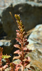 Sedum cepaea
