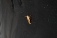 Paralithosia shaowuica