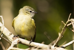 Phyllomyias fasciatus