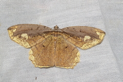 Pareumelea eugeniata