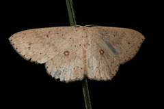 Perixera punctata