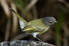 Phyllomyias griseocapilla