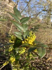 Berberis aquifolium
