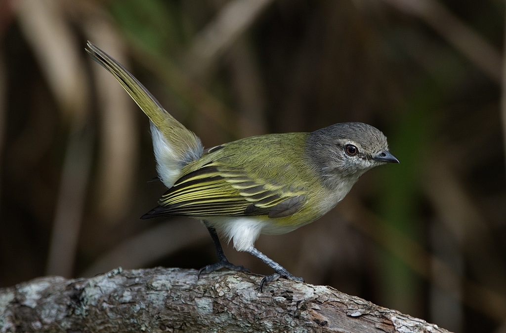 Gray-capped Tyrannulet photo