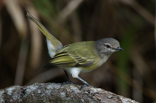 Gray-capped Tyrannulet