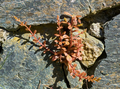 Sedum cepaea
