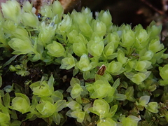 Mnium stellare