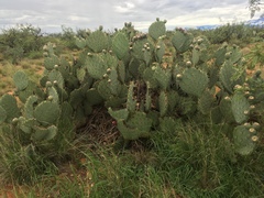 Opuntia discata