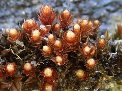 Ptychostomum pallens