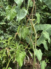 Philodendron hederaceum