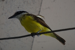 Pitangus sulphuratus