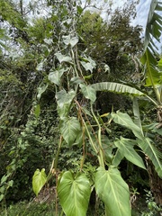 Philodendron hederaceum
