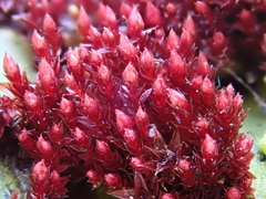 Ptychostomum pallens