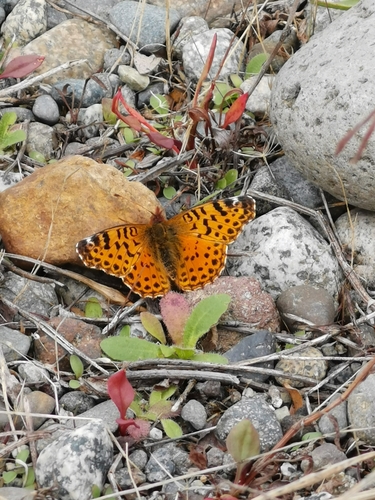 Photo of Cytheris Fritillary (Yramea cytheris)
