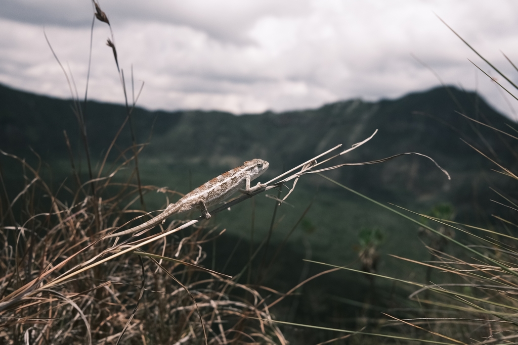 Two-striped Chameleon