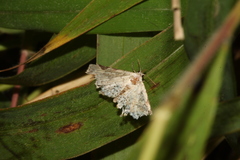 Prolophota trigonifera