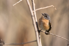 Polystictus superciliaris