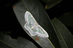 Pseudeuchlora kafebera