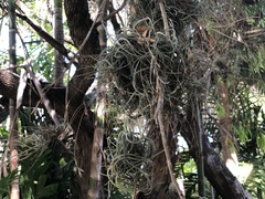 Tillandsia recurvata image