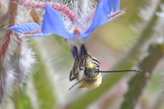 Eucera nigrescens