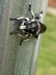 Laphria cinerea