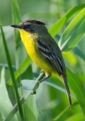 Pseudocolopteryx sclateri