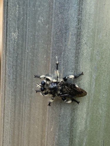 Ashy Laphria