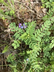 Astragalus nuttallianus