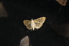 Pycnarmon aeriferalis