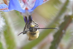 Eucera nigrescens