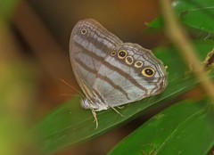 Magneuptychia ocypete