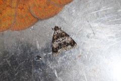 Salma ridiculalis