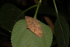 Sarobides inconclusa