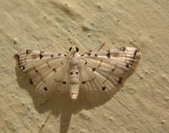 Pycnarmon