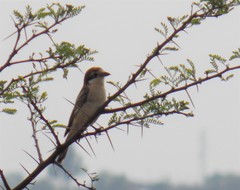 Lanius senator senator