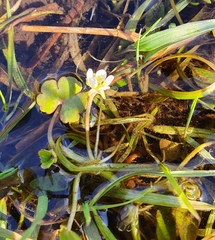 Ranunculus omiophyllus