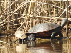 Pseudemys rubriventris