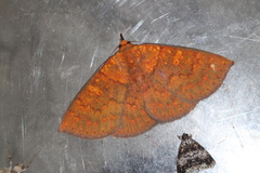Singara diversalis
