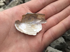 Anodontoides ferussacianus