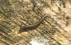 Brachyiulus pusillus