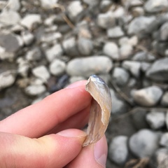 Anodontoides ferussacianus