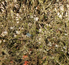 Cyanistes caeruleus caeruleus