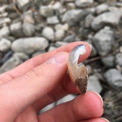 Anodontoides ferussacianus