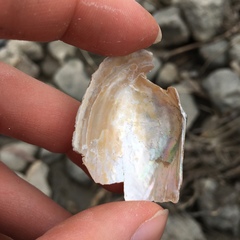 Anodontoides ferussacianus