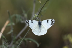 Euchloe ausonia taurica