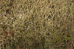 Cyanistes caeruleus caeruleus