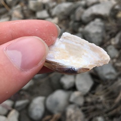 Anodontoides ferussacianus