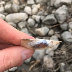 Anodontoides ferussacianus