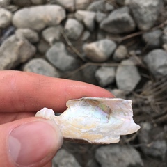 Anodontoides ferussacianus